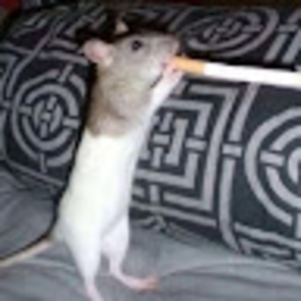 Meet your Posher, Stevenmantis